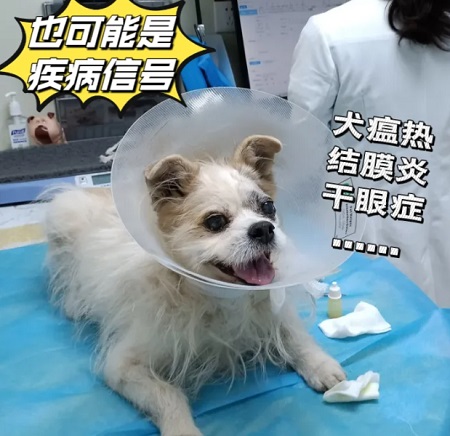 狗狗白內障怎么辦？ 